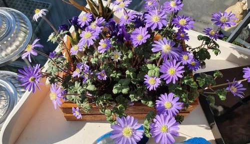 Deluxe Double Room with Shower