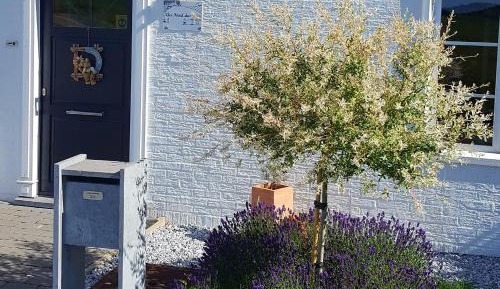 King Room with Garden View