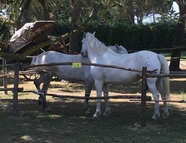 Studio (2 Adults) with Terrace and Garden 