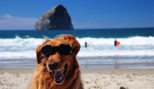 King Room with Sofa Bed - Pet Friendly