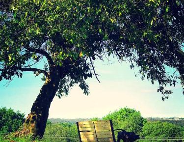 Villa with Garden View