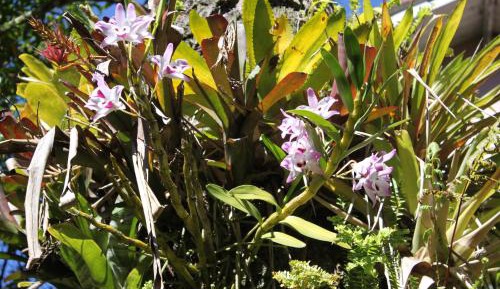 Suite with Pool View