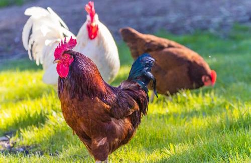 Tabarka House | Rissala Kids Farm