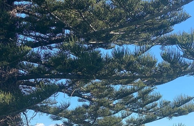 Original Omokoroa Bach with sea views- 4 min walk to beach!