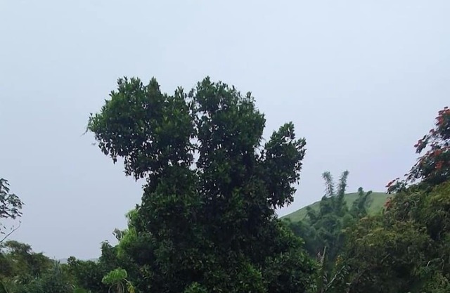 Pousada Dos Girassóis