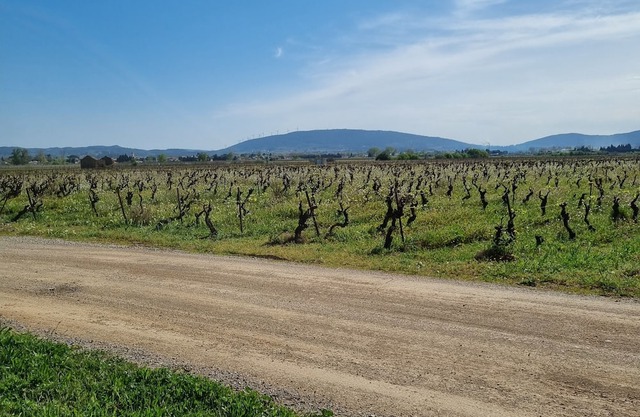 Cottage Chaleureux Face aux Vignes Pour un Séjour Détente Pour Toute la Famille