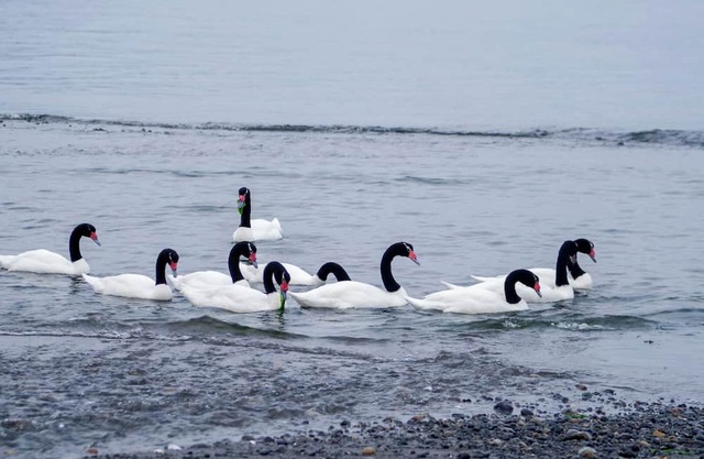 Coipomo estuary beach, Ancud.