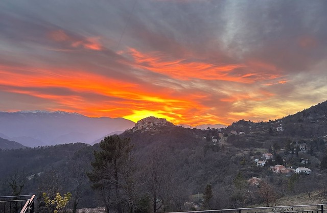 Water lilies nestled in a haven of tranquillity.