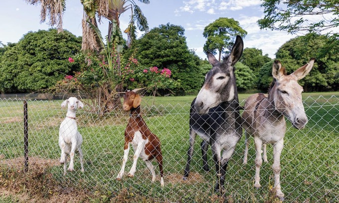 Oak Beach House | Holiday with Donkeys at the charming Oak Beach Donkey Inn