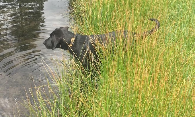 Shingletown Cabin | 50 Acre Mountain Meadow Campground with Cabin, Bathhouse & Outdoor Kitchen