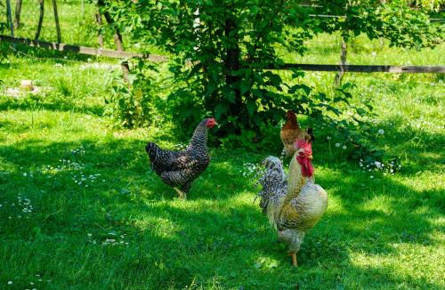 Tabarka House | Rissala Kids Farm
